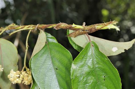 闊葉獼猴桃|Actinidia latifolia